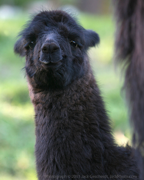 1-month-old llama
