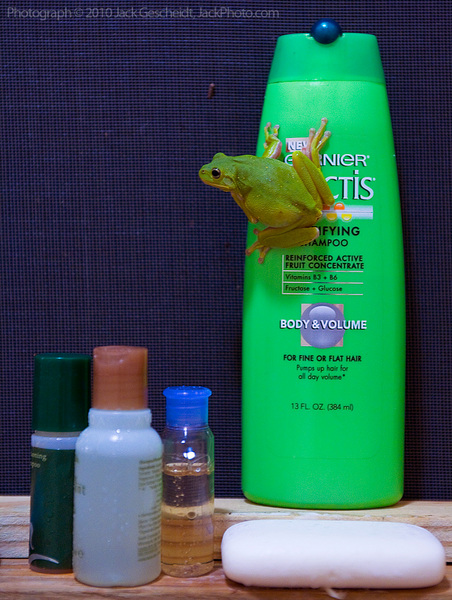 green treefrog, Tennessee shower
