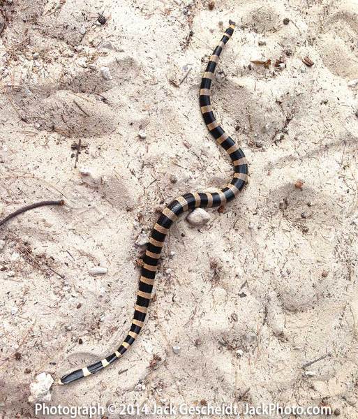 sea snake, Amedeee Island, New Caledonia