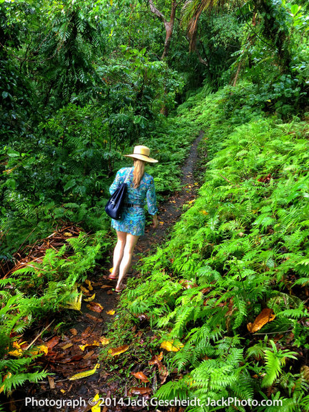 jungle trail, Ambrym Island, Vanuatu