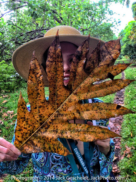 Big leaf and big leaf fan, Ambrym Island, Vanuatu.