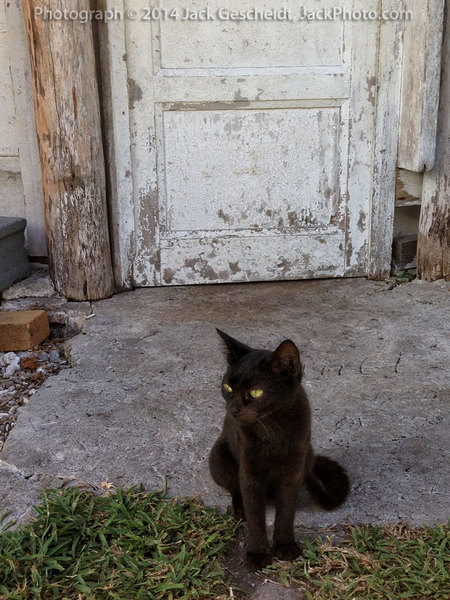 Ile de Lifou black cat, New Caledonia