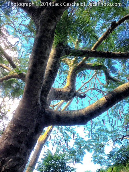 tree, Ile de Lifou, New Caledonia