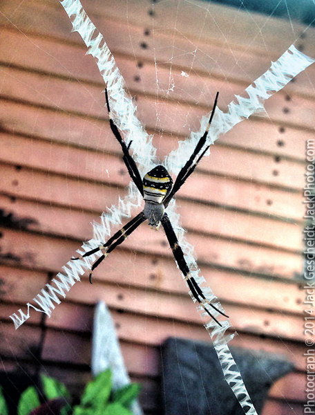 spider, Ile de Lifou, New Caledonia