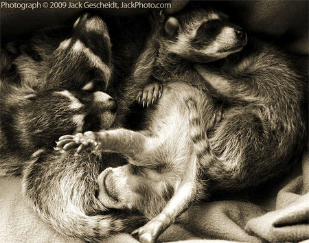 see more baby raccoons in "raccoons" portfolio