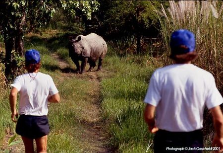 Asiatic Rhino, Chitwan Park, Nepal