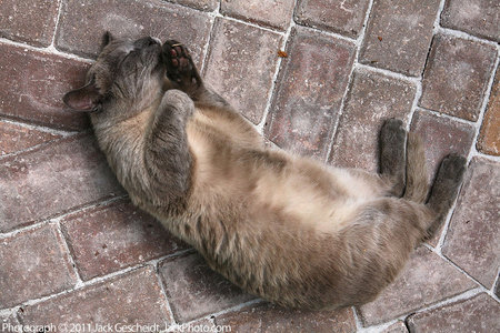 Ernest Hemingway House cat on bricks