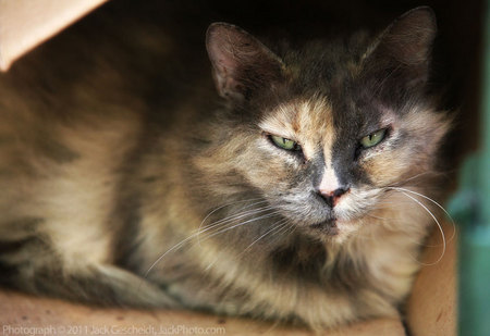 Ernest Hemingway House cat in a box