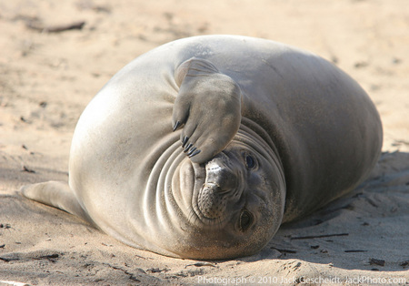 elephant seal pup