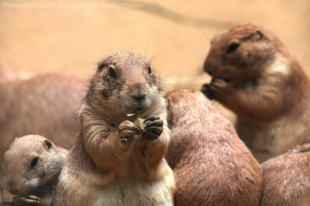 prairie dogs