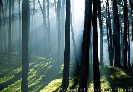 fog trees runner