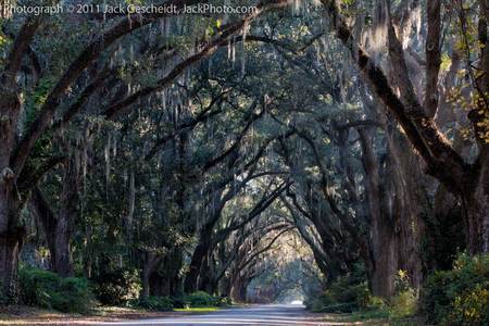 oak trees tunnel