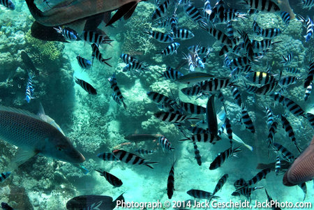 Amedee Island fish, glass-bottom boat view