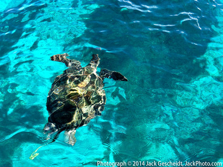 sea turtle, Amedee Island, New Caledonia
