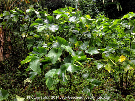 Where the popular beverage kava comes from: the kava plant.