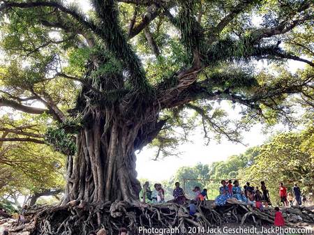 village tree, Tanna Island, Vanuatu