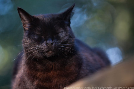 Boo the Kitty, content outside