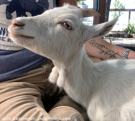 Ella, the cuddly young (Saanen) goat.